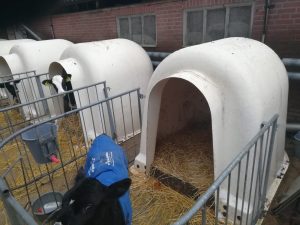 iglo’s met hekwerk